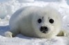 Seal Pup