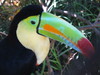 Toucan Sam