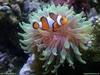 Clown N Anemone-Environ