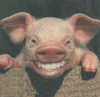 Laughing Pig