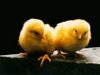 Chicks