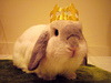 Bunny King