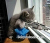 sniper cat!