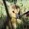 Cute Cuddly Goose Chick