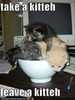 A Cup of Kitten~