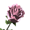 A rose for my love 