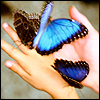 blue butterflies♥~