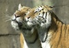 I LoVe my Tiger! :)