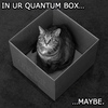 Quantum Cat