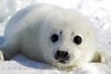 Cute Seal