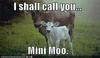 Mini Moo