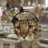 Jammin DJ Cat