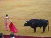 A real spanish bull fight