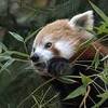 Red Panda Food