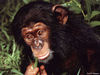 Chimp