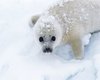 A Baby Harp Seal