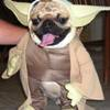 Yoda Puppy Costume