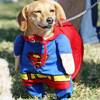 Superdog Costume
