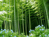 Trip through a bamboo forest