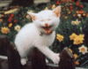 Laughing kitty