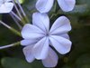 Blue-tiful Flower