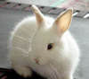 Rabbit (pet, food, your choice)