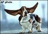 Flying Basset Hound