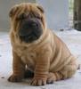 Shar pei puppy