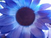 A beautiful blue flower ~x