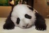 i'm tired ~ panda cub :3 