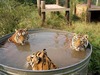Tigers in a Bathtub