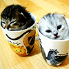 Two Kitten Milkshakes (YUM!)