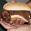 Hot Dog in Bun (sleeping puppy)