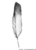Pegasus' Feather