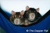 Rat Hammock (dapper rat)