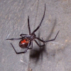 a black widow spider