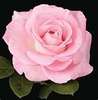 A Pink Rose