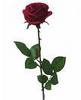 One Long Stemmed Rose