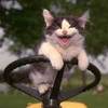 a ride w/ an overly happy kitty