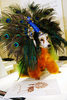 Walmonicas Costume # 1 - Peacock