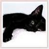 Lucky Black Cat