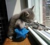 Rent a Criminal : Sniper Kitty