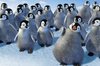a flock of penguins to play with