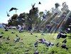 Pigeon Chase in the Park