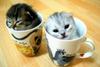 Kitties in a Cup