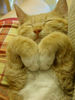 Lap Cat Nap