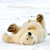 Warm Snuggly Polar Bear Cuddles