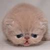 Sad Kitty