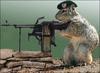 Sgt.Squirrel - Pet Protector