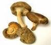 Hallucinating Mushrooms